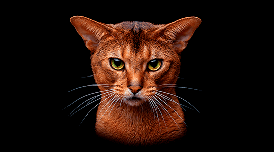 Abyssinian Cats