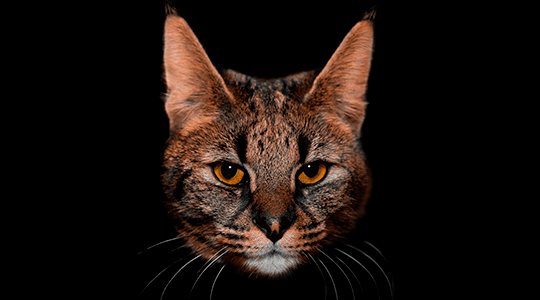 Savannah F1, F2, F3, F4