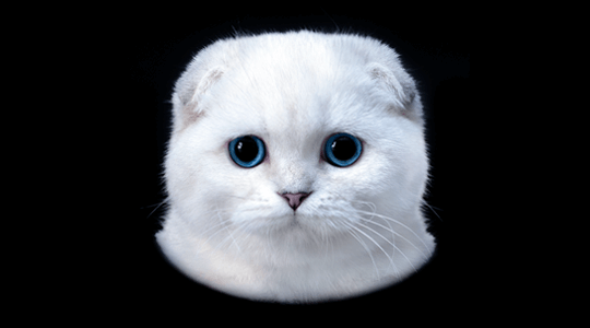 Scottish Fold Cats
