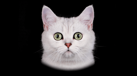 Scottish Straight Cats